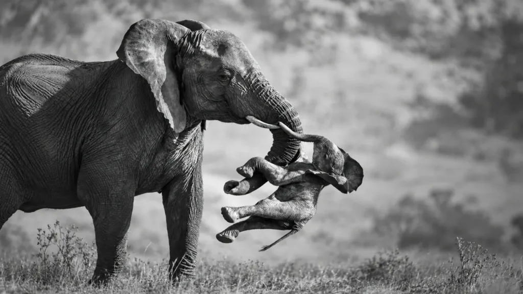 Wildlife Photographer of the Year 2026