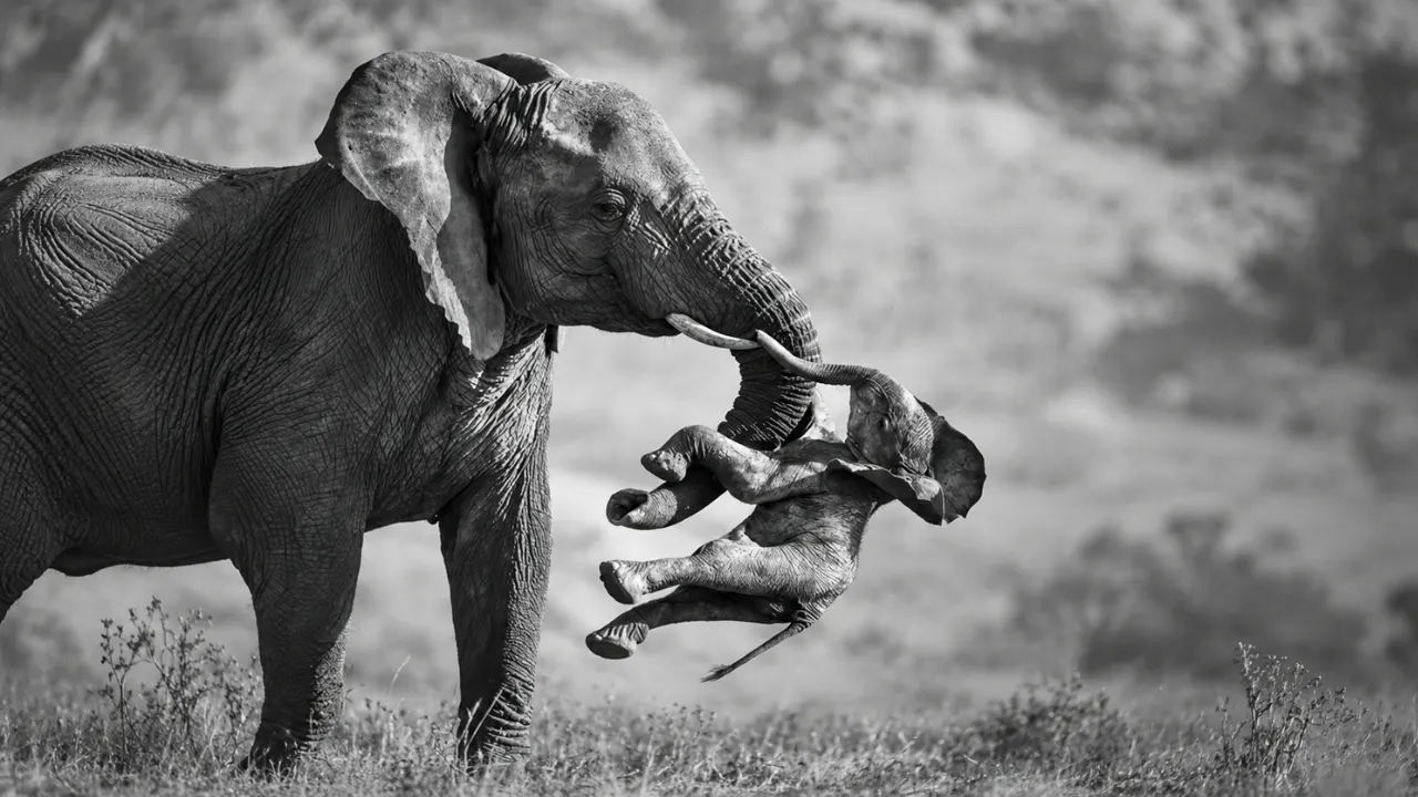Wildlife Photographer of the Year 2026